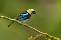 Tangara maskova - Tangara larvata - Golden-hooded Tanager o5499